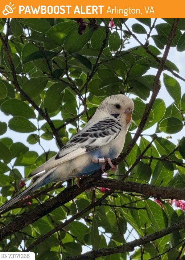 Found/Stray Unknown Bird last seen 27th Street N Arlington VA, Arlington, VA 22207