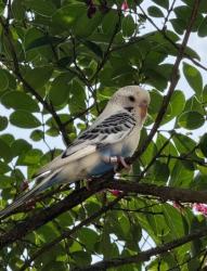 Found/Stray Unknown Bird last seen 27th Street N Arlington VA, Arlington, VA 22207