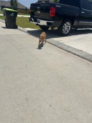 Found/Stray Male Dog last seen Freeman ranch, Katy, TX 77493