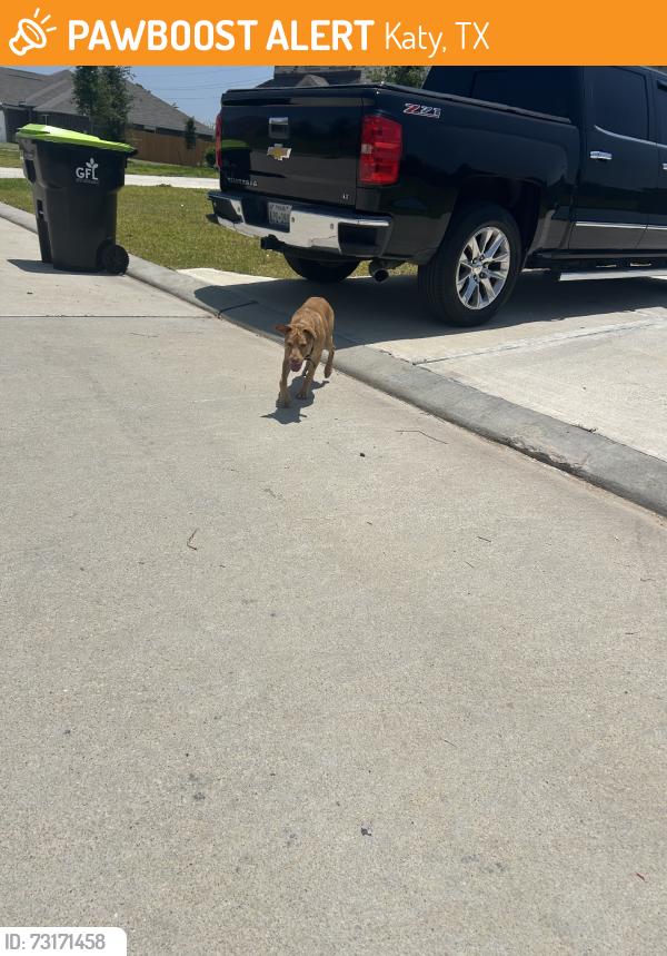 Found/Stray Male Dog last seen Freeman ranch, Katy, TX 77493
