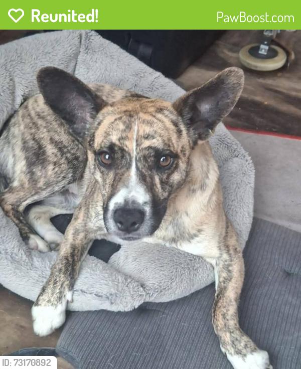 Reunited Male Dog last seen Killicomaine Spar, Armagh City, Banbridge and Craigavon, Northern Ireland 