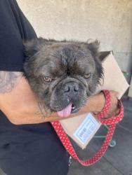 Found/Stray Male Dog last seen Sullivan St, Santa Ana, Santa Ana, CA 92704