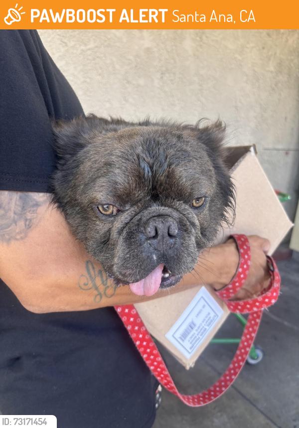 Found/Stray Male Dog last seen Sullivan St, Santa Ana, Santa Ana, CA 92704