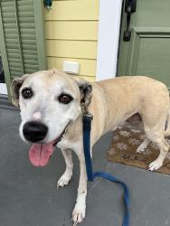 Reunited Female Dog last seen Hurst street and Millaudon, New Orleans, LA 70118