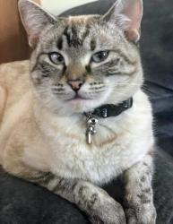 Lost Female Cat last seen By the dog park at Gene Leahy Park, Omaha, NE 68102