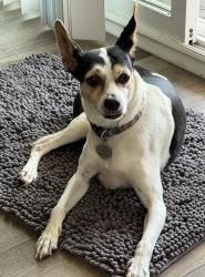 Reunited Female Dog last seen Mission gorge rd, San Diego, CA 92120