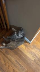 Lost Female Cat last seen Pringle st, Tewksbury, MA 01876