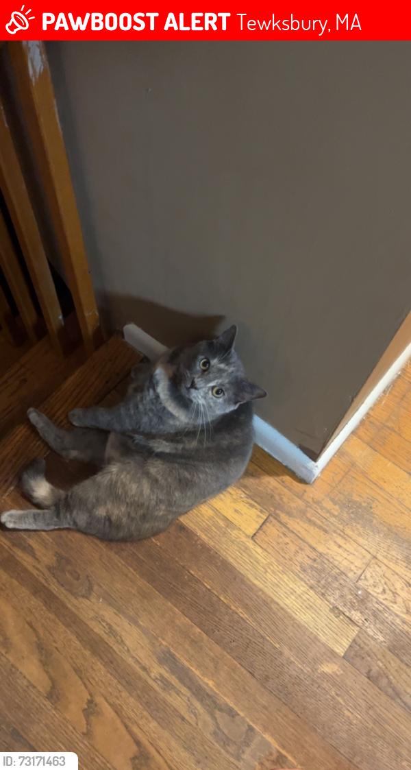 Lost Female Cat last seen Pringle st, Tewksbury, MA 01876