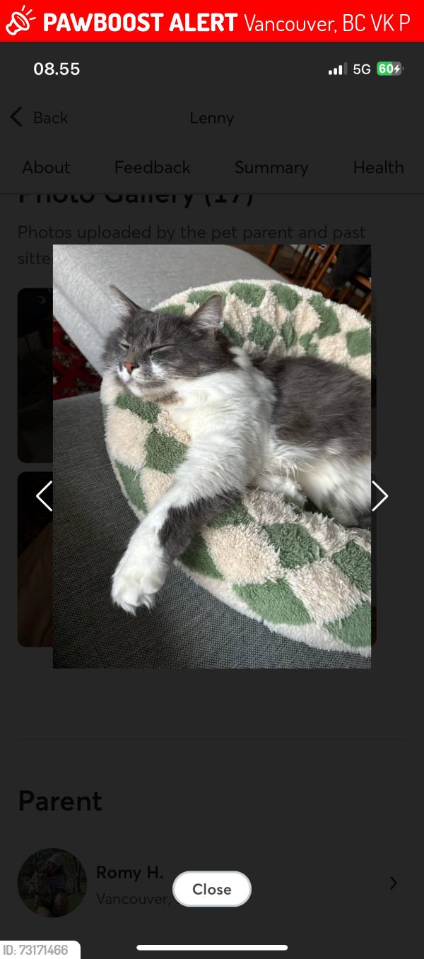 Lost Male Cat last seen 11th and Trafalgar, Vancouver, BC V6K 2P5