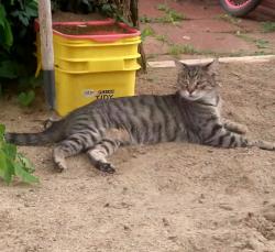 Lost Female Cat last seen Big patty rd past Gorbies feedstore, Rome Township, OH 45669