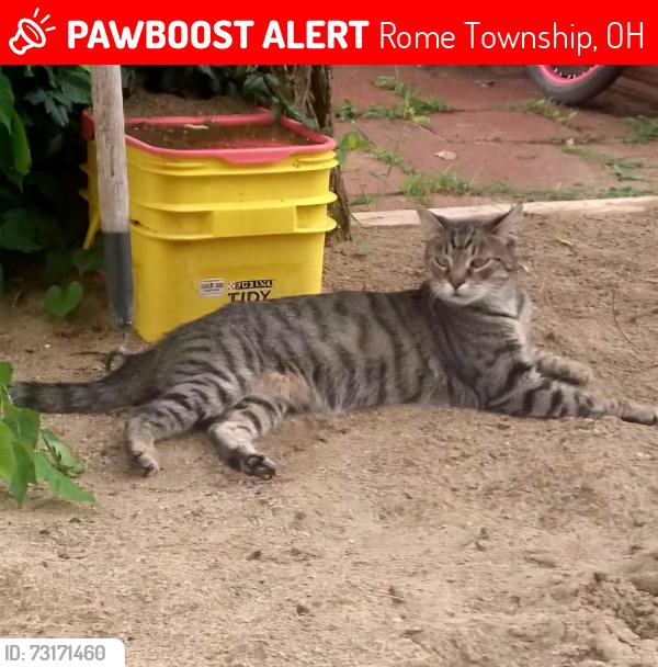 Lost Female Cat last seen Big patty rd past Gorbies feedstore, Rome Township, OH 45669