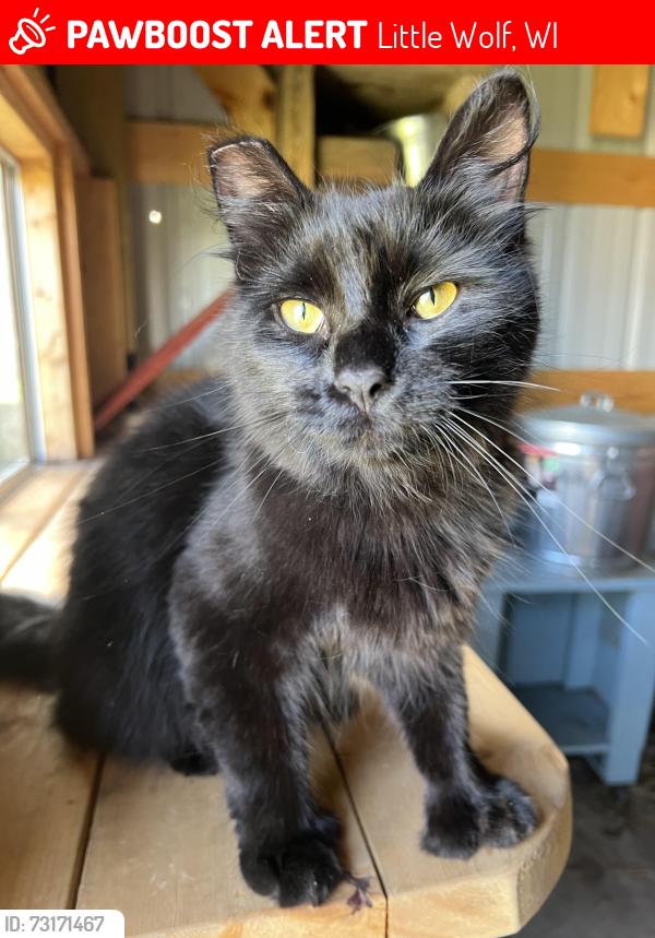 Lost Female Cat last seen Corner of County Road BB and WIS-110 in Manawa, WI, Little Wolf, WI 54949