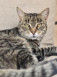 Lost Female Cat last seen Hickory st. Poway Candy Cane Courts, Poway, CA 92064