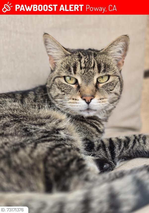 Lost Female Cat last seen Hickory st. Poway Candy Cane Courts, Poway, CA 92064