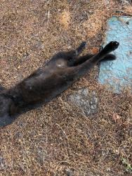 Found/Stray Unknown Cat last seen Multnomah greyhound park terr, Fairview, OR 97024