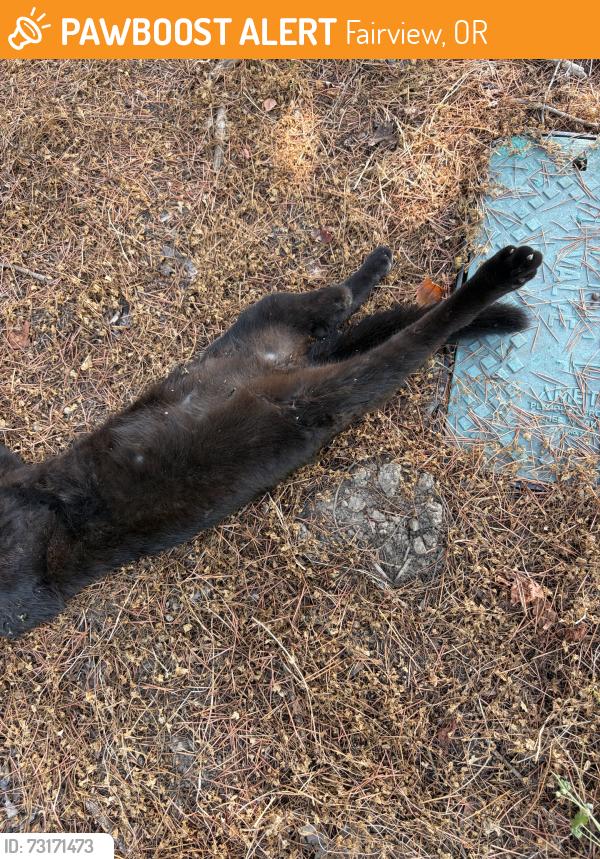 Found/Stray Unknown Cat last seen Multnomah greyhound park terr, Fairview, OR 97024