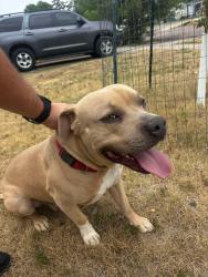 Reunited Male Dog last seen E Saint Francis, Rapid City, SD 57701