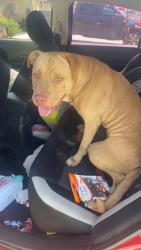 Lost Male Dog last seen Dollar store, Montgomery County, TX 77354