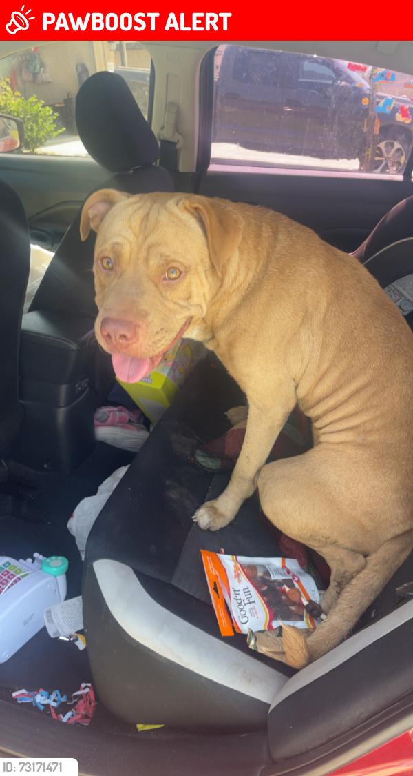 Lost Male Dog last seen Dollar store, Montgomery County, TX 77354