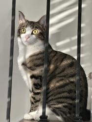 Reunited Male Cat last seen Near Ashton Dr, Moore, SC 29369, USA, Moore, SC 29369