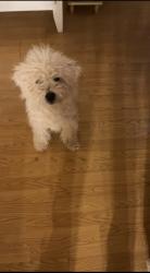 Lost Male Dog last seen Near Creek trail, Las Cruces, NM 88012
