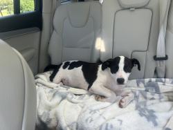 Found/Stray Female Dog last seen 1-35/2nd, Edmond, OK 73034