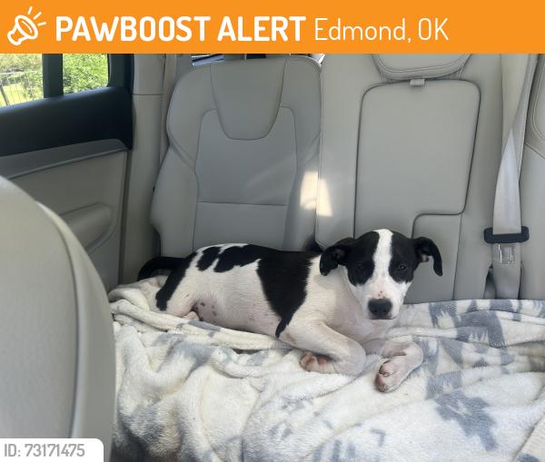 Found/Stray Female Dog last seen 1-35/2nd, Edmond, OK 73034