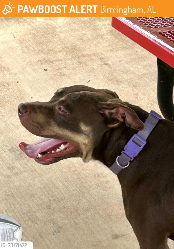 Found/Stray Male Dog last seen Edgewater Park, Birmingham, AL 35224