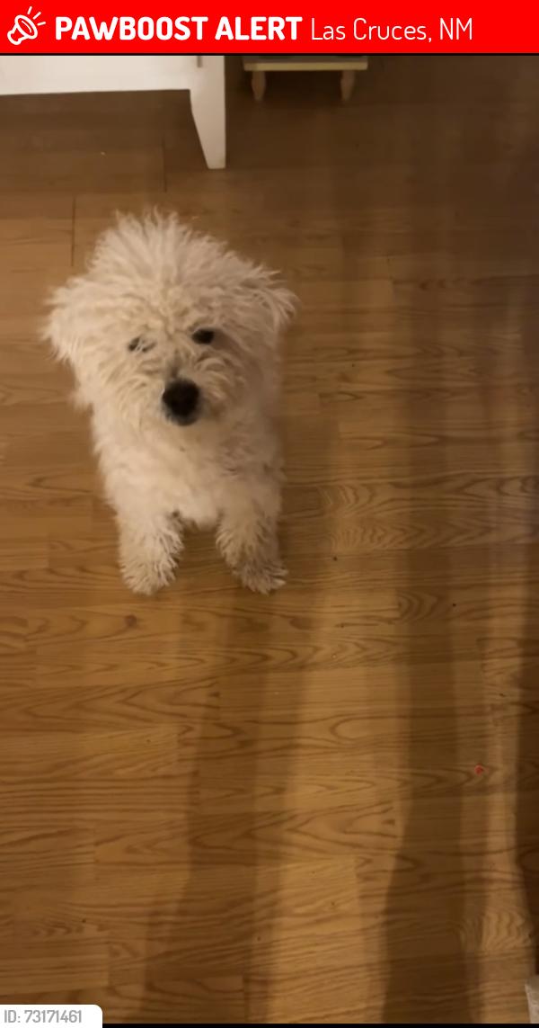 Lost Male Dog last seen Near Creek trail, Las Cruces, NM 88012