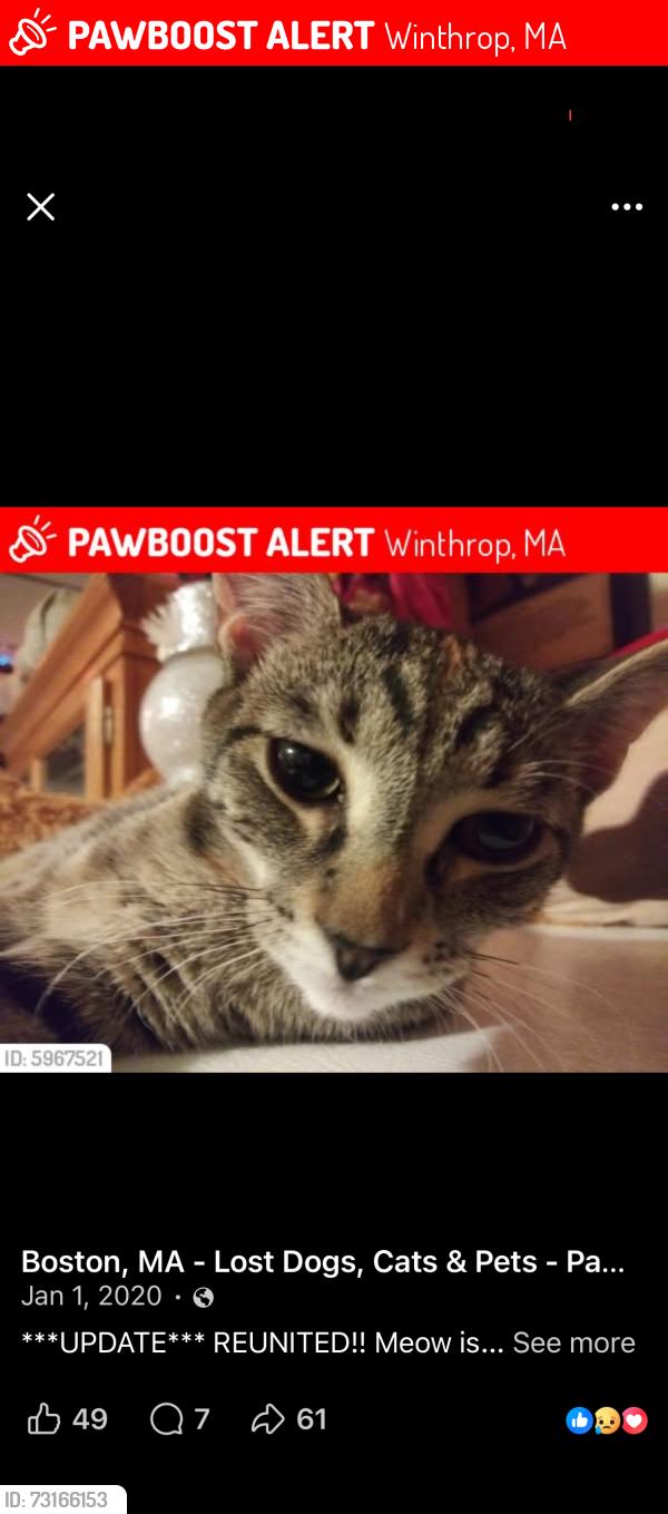 Lost Female Cat last seen North shore beach rd, Winthrop, MA 02152