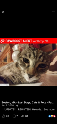 Lost Female Cat last seen North shore beach rd, Winthrop, MA 02152