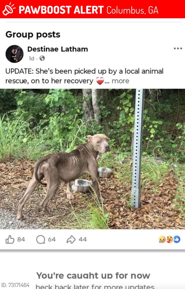 Lost Female Dog last seen midland forest, Columbus, GA 31820