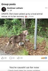 Lost Female Dog last seen midland forest, Columbus, GA 31820