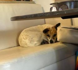 Reunited Male Dog last seen Greenfield Rd &Talty Terrace Lane, Westminster, SC 29693