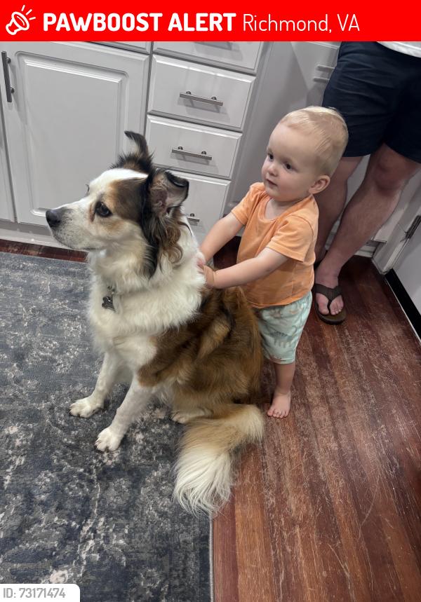 Lost Female Dog last seen Hermitage Road, by Linwood Holton Elementary School, Richmond, VA 23227