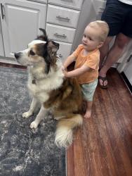 Lost Female Dog last seen Hermitage Road, by Linwood Holton Elementary School, Richmond, VA 23227