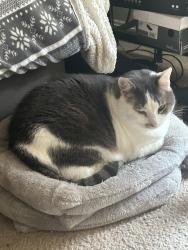 Reunited Male Cat last seen 44th st and Cleveland Ave nw, Canton, OH 44709