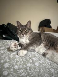 Reunited Female Cat last seen Near Ashton Dr, Moore, SC 29369, USA, Moore, SC 29369