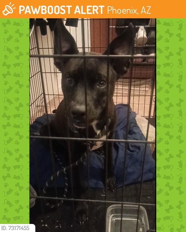 Lost Female Dog last seen W St Charles Ave x 73rd Dr, Phoenix, AZ 85339