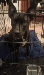 Lost Female Dog last seen W St Charles Ave x 73rd Dr, Phoenix, AZ 85339