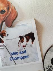 Lost Male Dog last seen Twain and nellis, Las Vegas, NV 89121