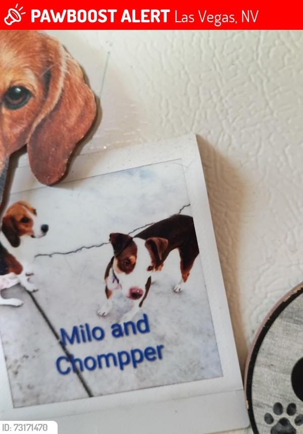 Lost Male Dog last seen Twain and nellis, Las Vegas, NV 89121
