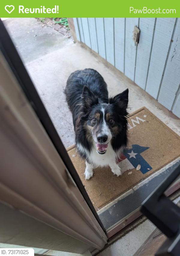 Reunited Male Dog last seen East Hillside Drive and Chisholm Creek in College Park by UTSA, San Antonio, TX 78249