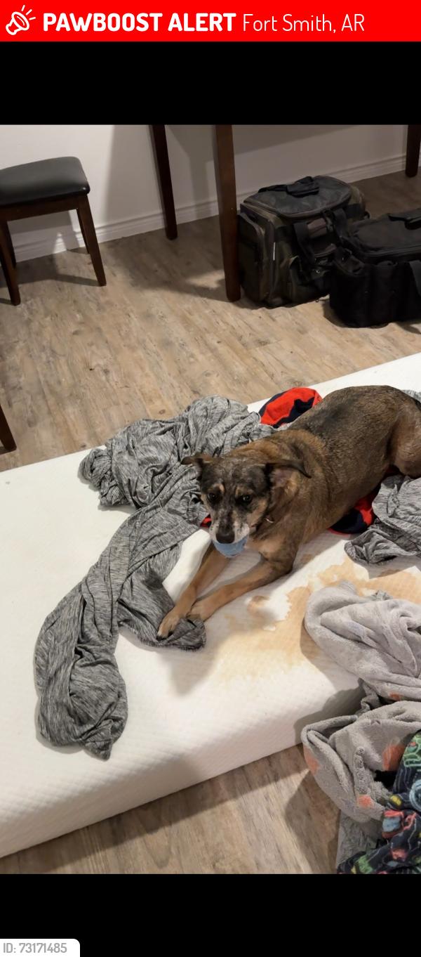 Lost Female Dog last seen Neighborhood, Fort Smith, AR 72903