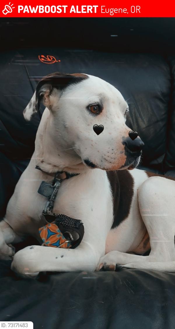 Lost Female Dog last seen Garfield and Roosevelt, Eugene, OR 97402