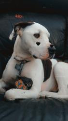 Lost Female Dog last seen Garfield and Roosevelt, Eugene, OR 97402