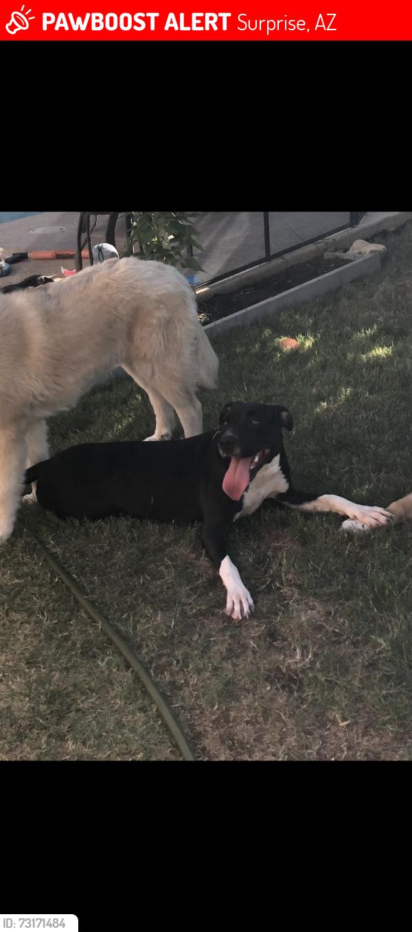 Lost Female Dog last seen 143rd Ave and happy valley rd, Surprise, AZ 85387