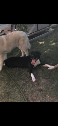 Lost Female Dog last seen 143rd Ave and happy valley rd, Surprise, AZ 85387