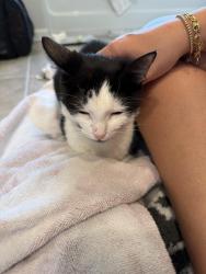 Reunited Female Cat last seen BJ’s gas station, BJ’s wholesale club, Bryant at Summerville apmts, Summerville, SC 29483