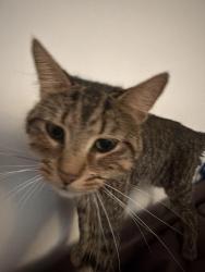 Reunited Male Cat last seen Richards street, Cardiff, Wales CF24 4DD